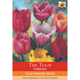 Tulip Fringed Mixed