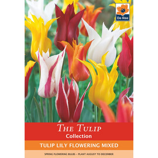 Tulip Lily Flowering Mixed