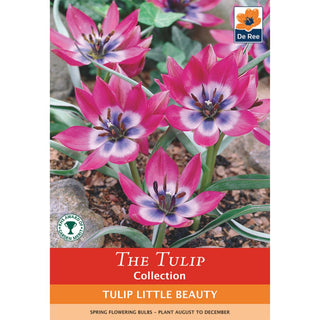 Tulip Little Beauty  (Botanical)