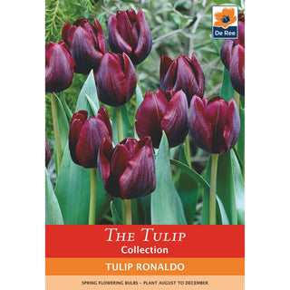 Tulip Ronaldo (Triumph)