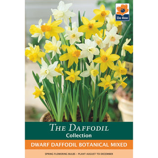 Dwarf Daffodil Botanical Mixed
