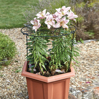 Smart Gro-Ring