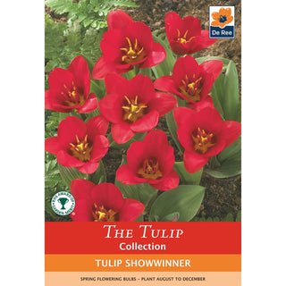 Tulip Showwinner  (Kaufmanniana)