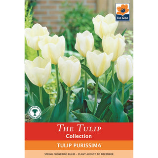Tulip Purissima  (Fosteriana)