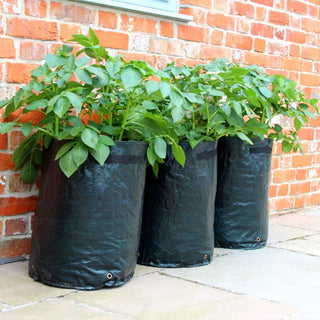 Bosmere Potato Patio Planter