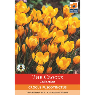 Crocus Fuscotinctus