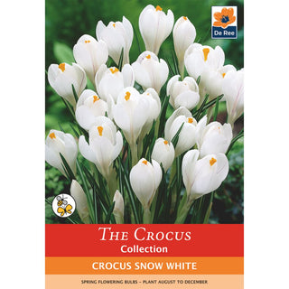 Crocus Snow White