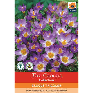 Crocus Tricolor