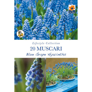 Muscari Blue Grape Hyacinths
