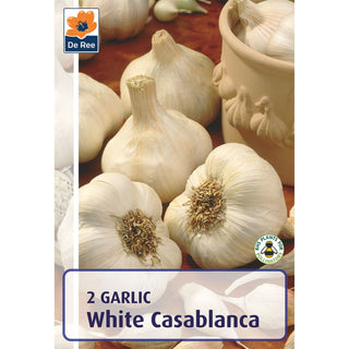 Garlic White Casablanca