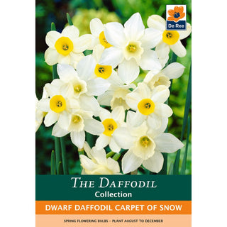Dwarf Daffodil Carpet of Snow