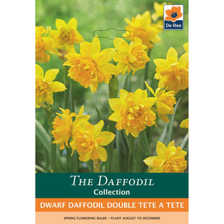 Dwarf Daffodil Double Tete a Tete