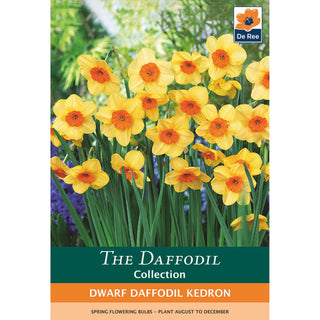 Dwarf Daffodil Kedron