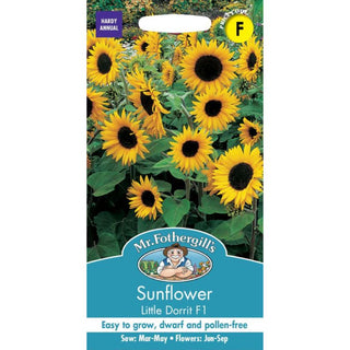 Mr Fothergills Sunflower Little Dorrit F1