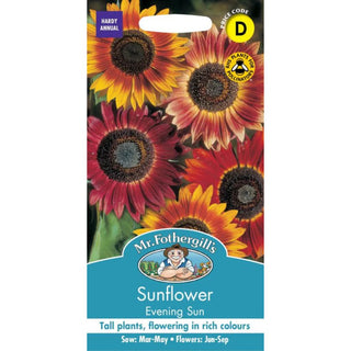 Mr Fothergills Sunflower Evening Sun