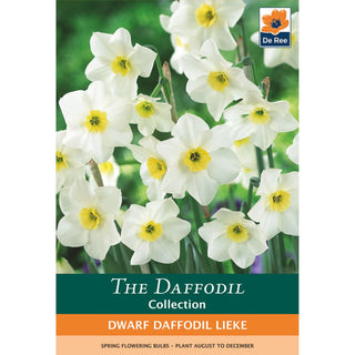Dwarf Daffodil Lieke