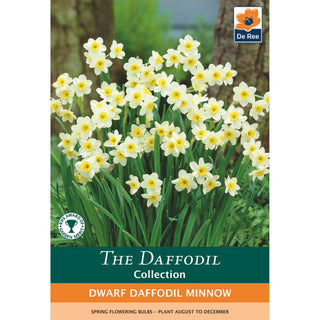 Dwarf Daffodil Minnow