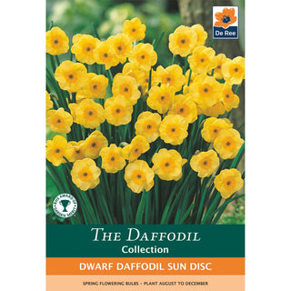 Dwarf Daffodil Sun Disc