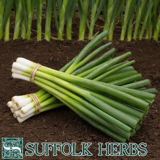 Suffolk Herbs Organic Onion (Spring) Parade