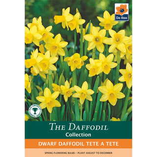 Dwarf Daffodil Tete a Tete