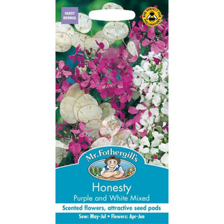 Mr Fothergills Honesty Purple & White