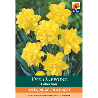 Daffodil Golden Ducat
