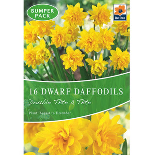 Dwarf Daffodil Double Tete a Tete