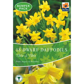 Dwarf Daffodil Tete a Tete