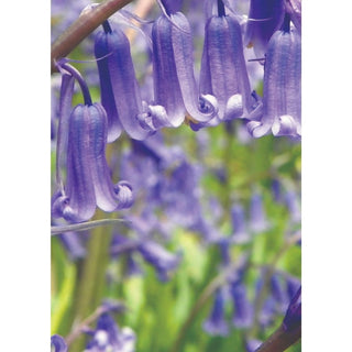 HYACINTHOIDES non scriptus (Bluebells) 6/7cm 7 Pack