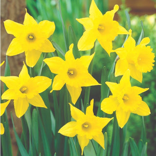 DAFFODILS NETTED King Alfred 10/12cm 5kg