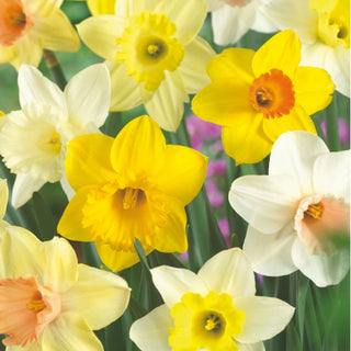 DAFFODIL NETTED Naturalising Mix 10/12cm 5kg