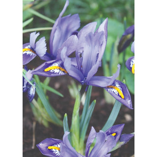 IRIS reticulata 5/7cm 10 Pack
