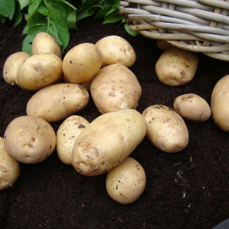 Bulk Seed Potatoes 1st Early - Home Guard Per Kg