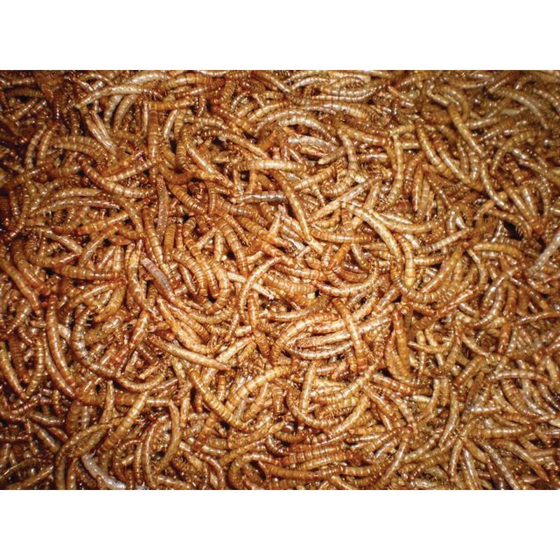 Dried Mealworms 12.5kg