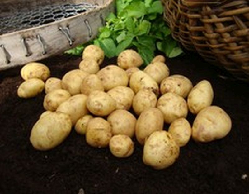 Bulk Seed Potatoes 1st Early - Duke Of York Per Kg