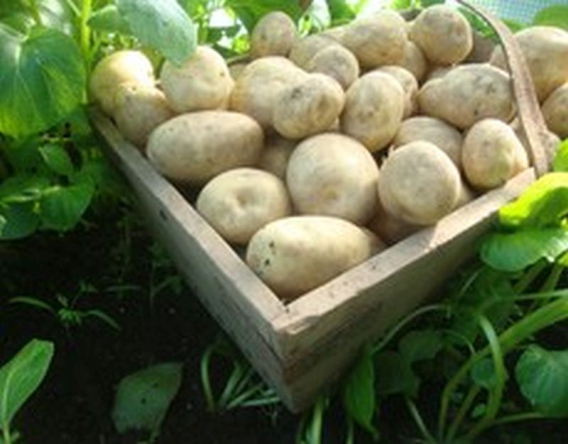 Bulk Seed Potatoes 1st Early - Rocket Per Kg