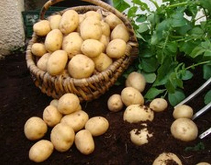 Bulk Seed Potatoes 1st Early - Swift Per Kg