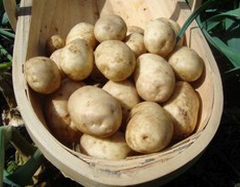 Bulk Seed Potatoes 1st Early - Maris Bard Per Kg