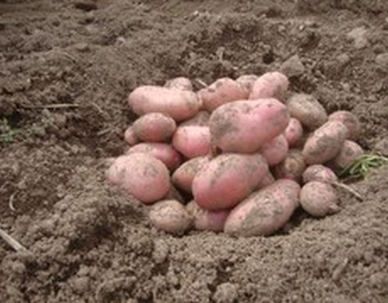 Bulk Seed Potatoes Maincrop - Sarpo Mira Per Kg