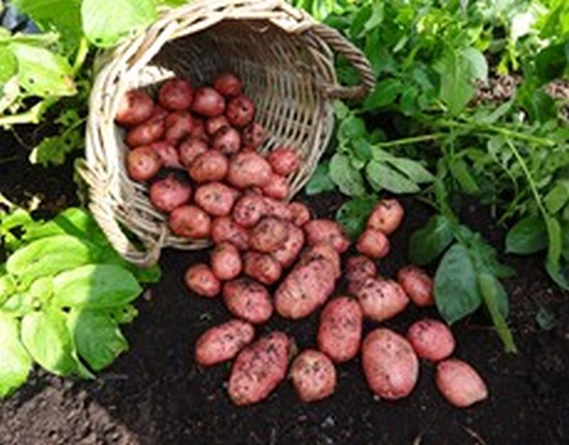 Bulk Seed Potatoes Maincrop - Desiree Per Kg