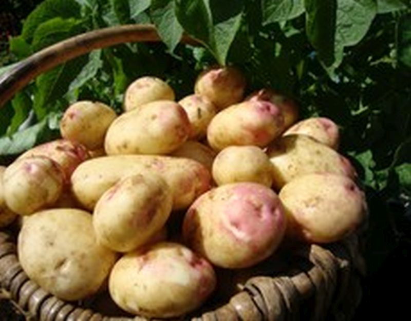 Bulk Seed Potatoes Maincrop - King Edward Per Kg