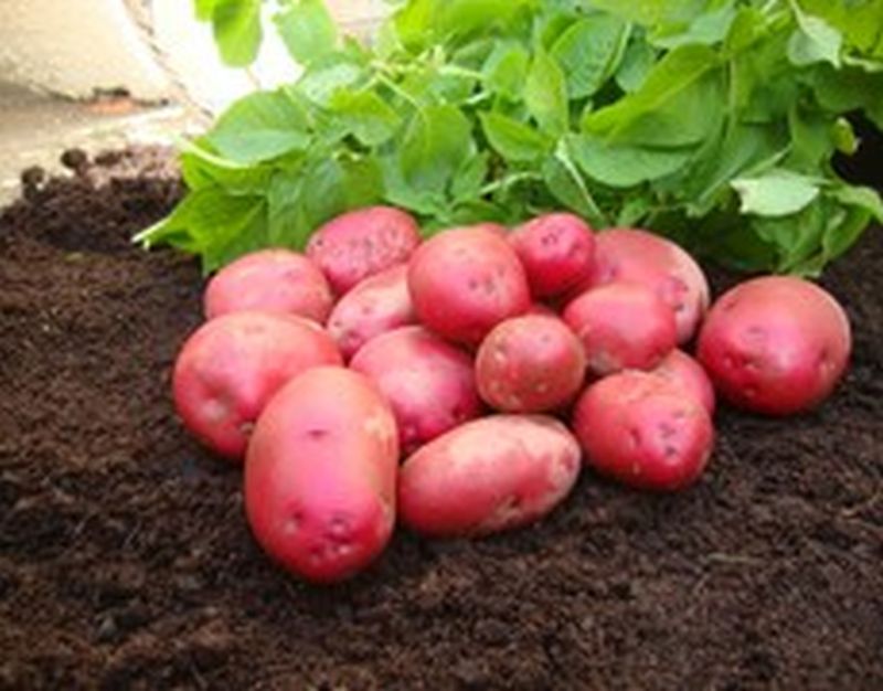 Bulk Seed Potatoes 1st Early - Red Duke Of York Per Kg