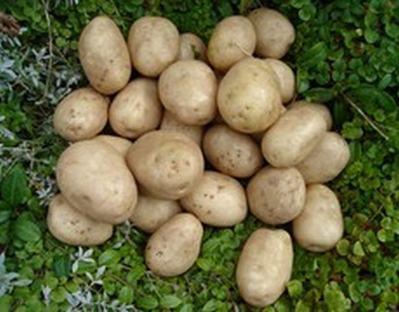 Bulk Seed Potatoes 1st Early - Pentland Javelin Per Kg