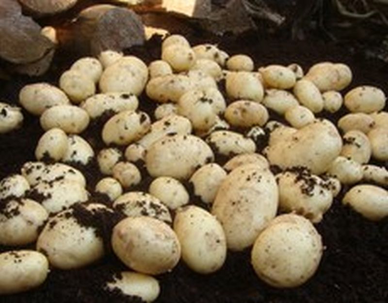 Bulk Seed Potatoes Maincrop - Maris Piper Per Kg