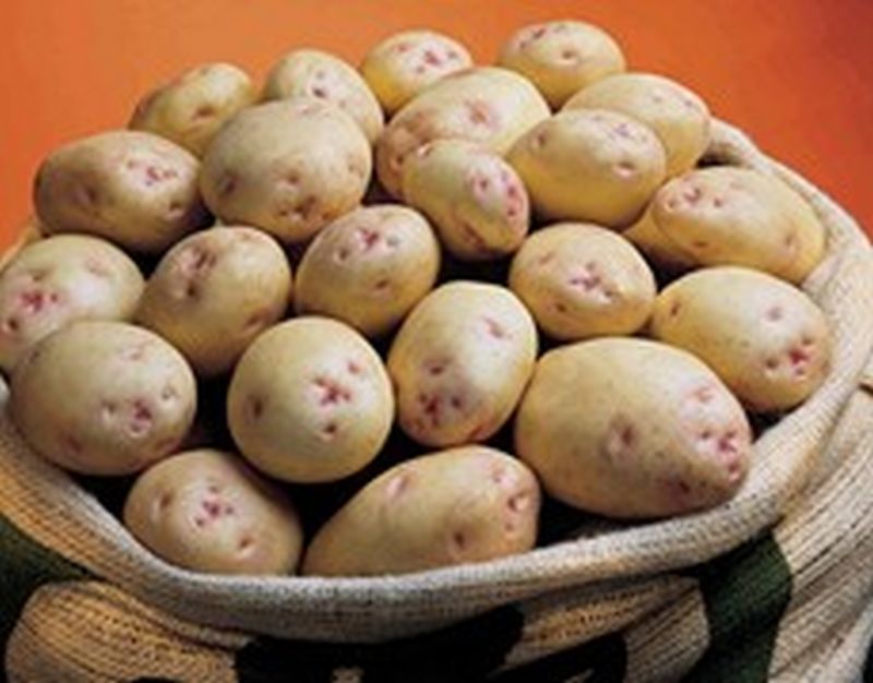 Bulk Seed Potatoes Maincrop - Cara Per Kg