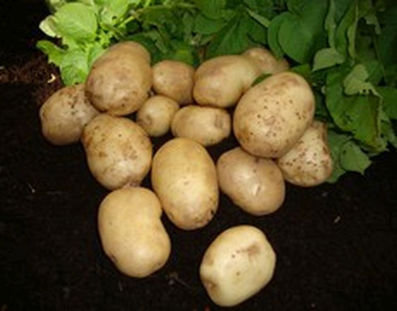 Bulk Seed Potatoes 1st Early - Foremost Per Kg