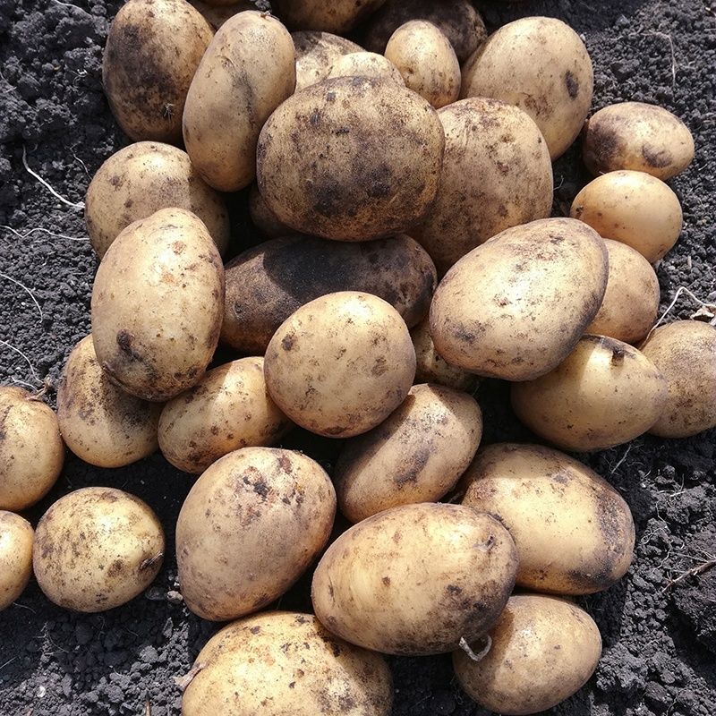 Bulk Seed Potatoes Maincrop - Marvel per Kg
